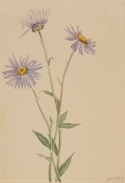 Uppseendeväckande Fleabane Erigeron salsuginosus, 1902. av Mary Vaux Walcott