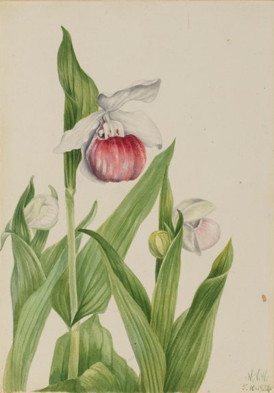 Vitsippa (Cypripedium reginae) av Mary Vaux Walcott