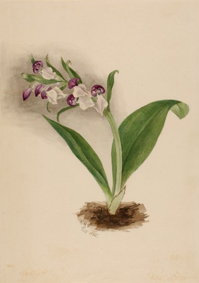 Sköna orkidéer Orchis spectabilis, 1885. av Mary Vaux Walcott