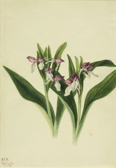 praktorkidé (Orchis spectabilis) av Mary Vaux Walcott