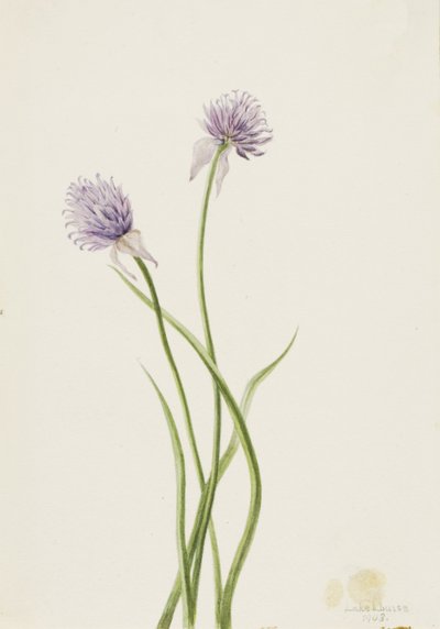 Sibirisk lök Allium sibericum, 1903. av Mary Vaux Walcott