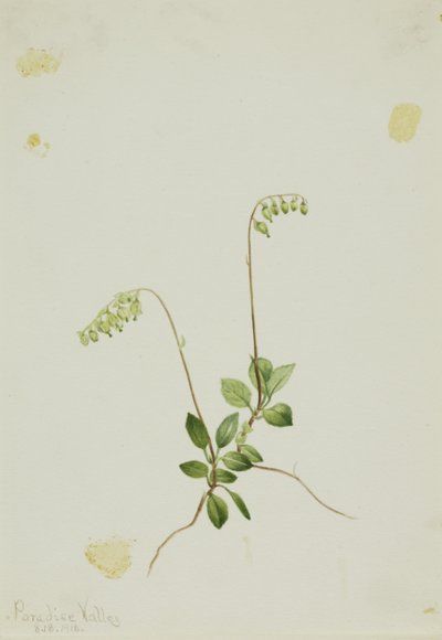 Sidoklockor Pyrola (Pyrola secunda) av Mary Vaux Walcott