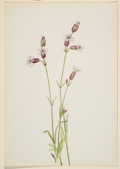 Silene multicaulis av Mary Vaux Walcott