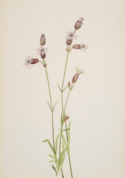 Silene multicaulis, ca. 1900-1920. av Mary Vaux Walcott