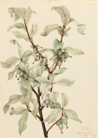 Silverbär Elaeagnus commutata, 1922. av Mary Vaux Walcott