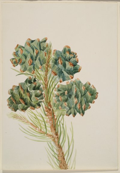 Enbladig tall (Pinus monophylla) av Mary Vaux Walcott