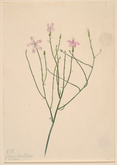 Skelettblomma (Lygodesmia juncea) av Mary Vaux Walcott