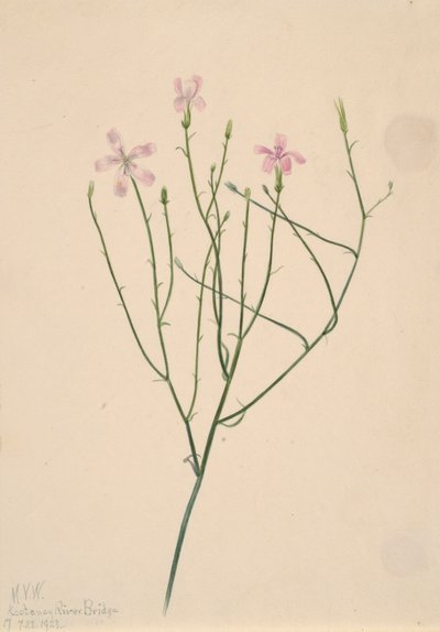 Skelettblomma Lygodesmia juncea, 1923. av Mary Vaux Walcott