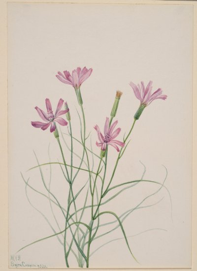 Skelettgräs (Lygodesmia grandiflora) av Mary Vaux Walcott