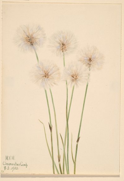 Smal bomullsgräs (Eriophorum chamissonis) av Mary Vaux Walcott