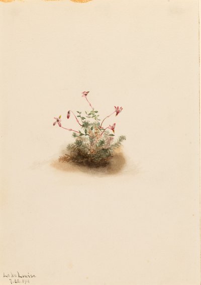 Små tranbär (Oxycoccus palustris) av Mary Vaux Walcott