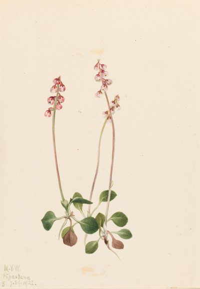 Liten pyrola (Pyrola minor) av Mary Vaux Walcott