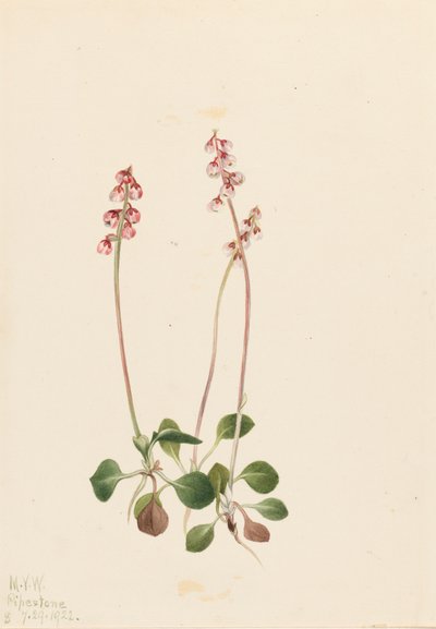 Liten Pyrola Pyrola minor, 1922. av Mary Vaux Walcott