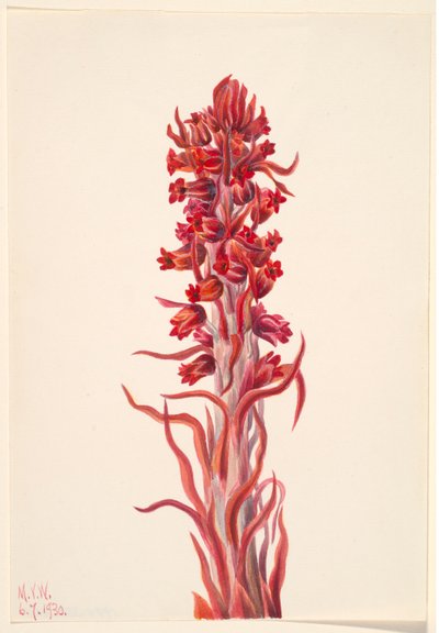 Snöväxt (Sarcodes sanguinea) av Mary Vaux Walcott