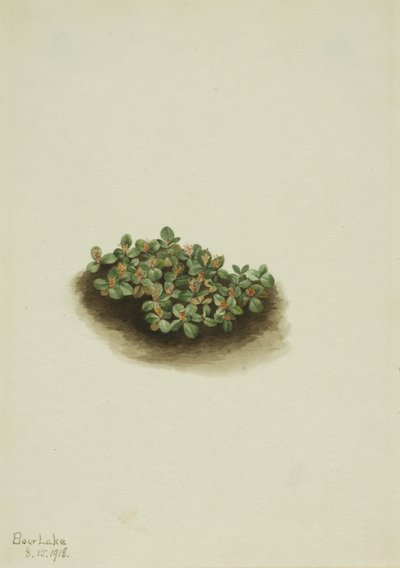 Snösilja (Salix nivalis) av Mary Vaux Walcott