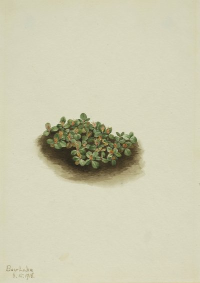 Snow Willow Salix nivalis, 1918. av Mary Vaux Walcott