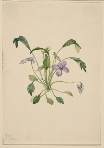 Sydlig fågelfotviol (Viola digitata) av Mary Vaux Walcott