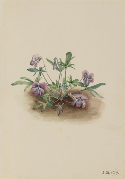 Sydkustens viol (Viola septemloba) av Mary Vaux Walcott