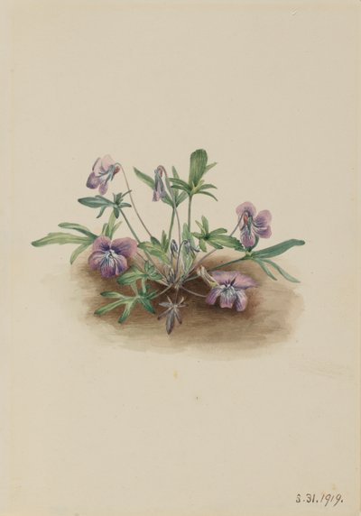 Southern Coast Violet Viola septemloba, 1919. av Mary Vaux Walcott
