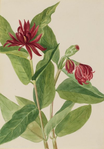 Spikbuske (Calycanthus occidentalis) av Mary Vaux Walcott