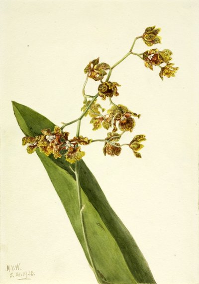 Fläckig Cyrtopodium Cyrtopodium punctatum, 1920. av Mary Vaux Walcott