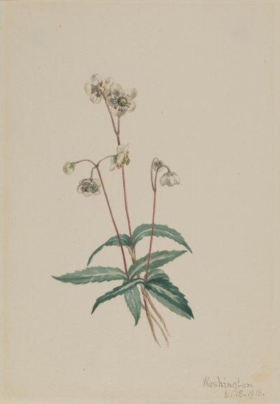 Fläckig pipsissewa (Chimaphila maculata) av Mary Vaux Walcott