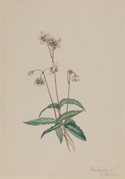 Fläckig Pipsissewa Chimaphila maculata, 1918. av Mary Vaux Walcott