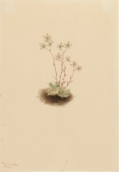 Fläckig saxifrage (Saxifraga bronchialis) av Mary Vaux Walcott