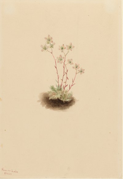Fläckig saxifrage Saxifraga bronchialis, 1903. av Mary Vaux Walcott