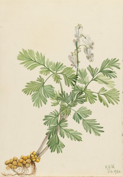 Ekorre Majs Ekorre canadensis, av Mary Vaux Walcott