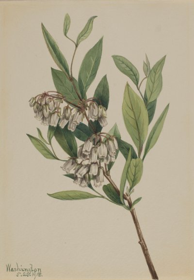 Staggerbuske (Pieris mariana) av Mary Vaux Walcott