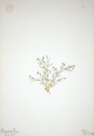 Stelleria leata av Mary Vaux Walcott