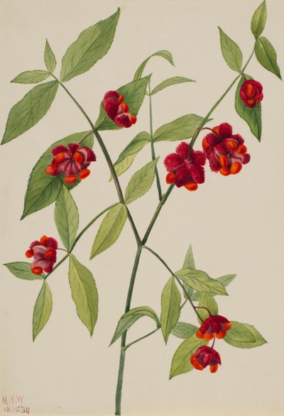 Jordgubbsbuske - "Hjärtan fyllda av kärlek" (Euonymus Americanus) av Mary Vaux Walcott