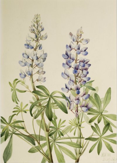 Lupin för soluppgång (Lupinus perennis) av Mary Vaux Walcott