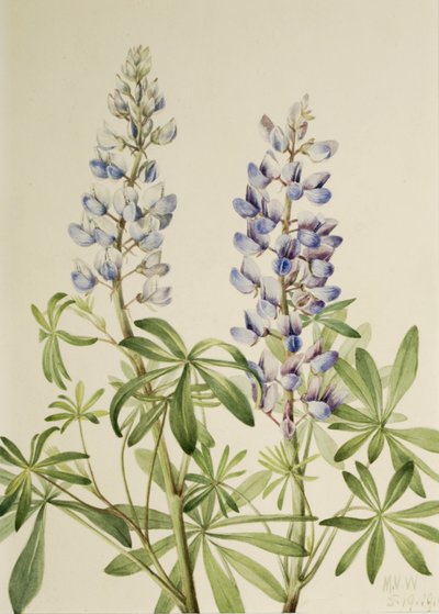 Sun Dial Lupin Perenn Lupin, 1919. av Mary Vaux Walcott