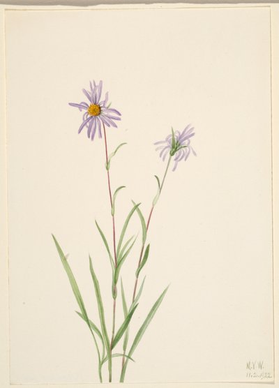 Träskaster (Aster paludosus) av Mary Vaux Walcott