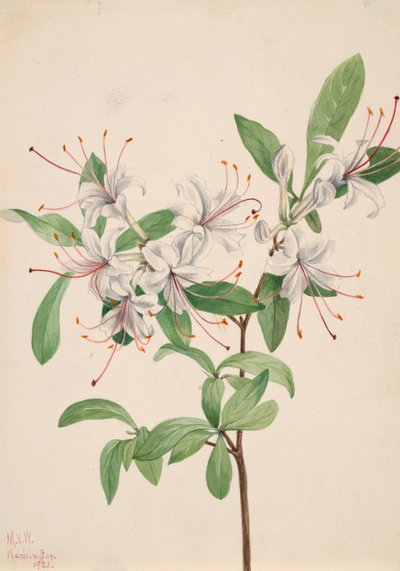 Söta Azalea Azalea arborescens, 1921. av Mary Vaux Walcott