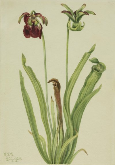 Krukväxt (Sarracenia rubra) av Mary Vaux Walcott