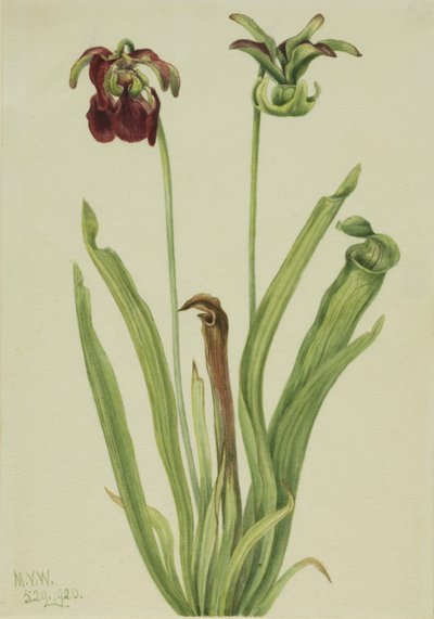 Söt kanna Sarracenia rubra, 1920. av Mary Vaux Walcott