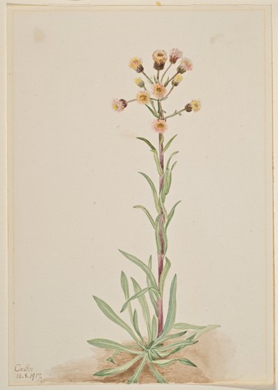 Hög flädervänderot (Erigeron acris) av Mary Vaux Walcott