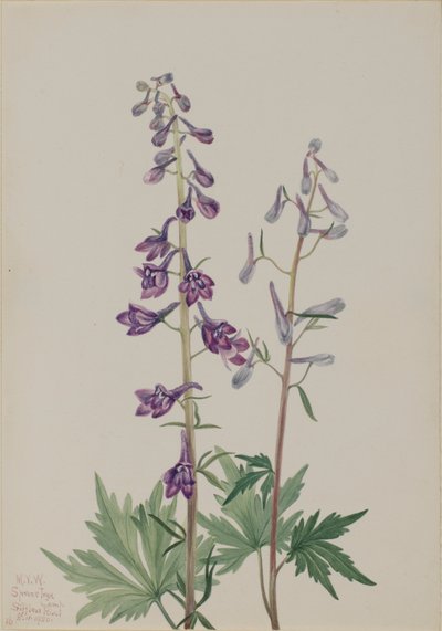 Hög lärkspirea (Delphinium elongatum) av Mary Vaux Walcott