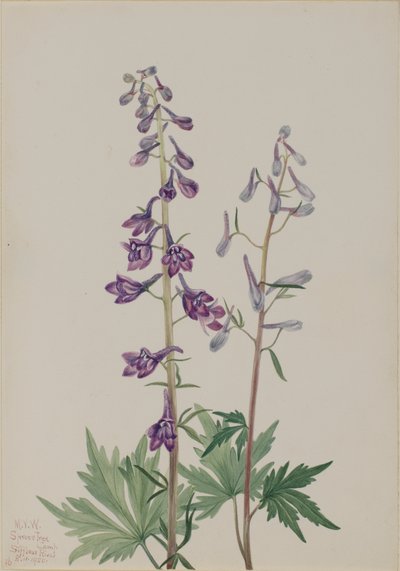 Hög larksporre Delphinium elongatum, 1920. av Mary Vaux Walcott