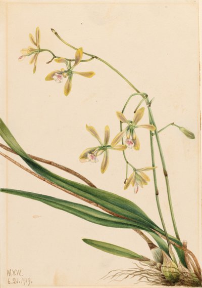 Tampa Epidendrum (Epidendrum tampense) av Mary Vaux Walcott