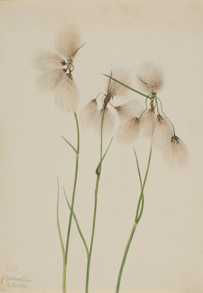 Tofs bomullsgräs Eriophorum angustifolium, 1920. av Mary Vaux Walcott
