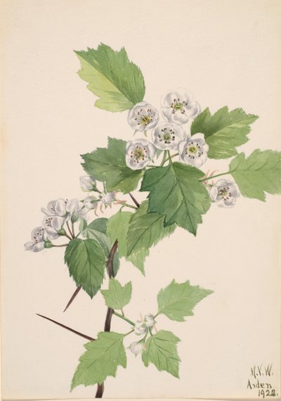 Snårhattorn Crataegus coccinea, 1922. av Mary Vaux Walcott
