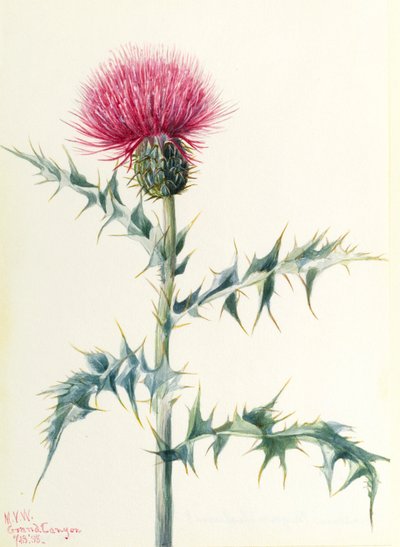 Tistel (Cirsium arizonica) av Mary Vaux Walcott