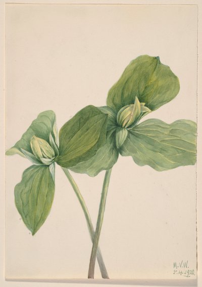 Trillium med larv (Trillium sessile) av Mary Vaux Walcott