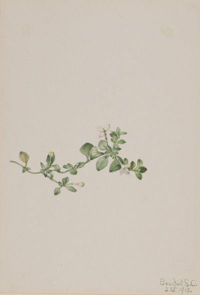 Efterföljande Houstonia (Houstonia procumbens) av Mary Vaux Walcott