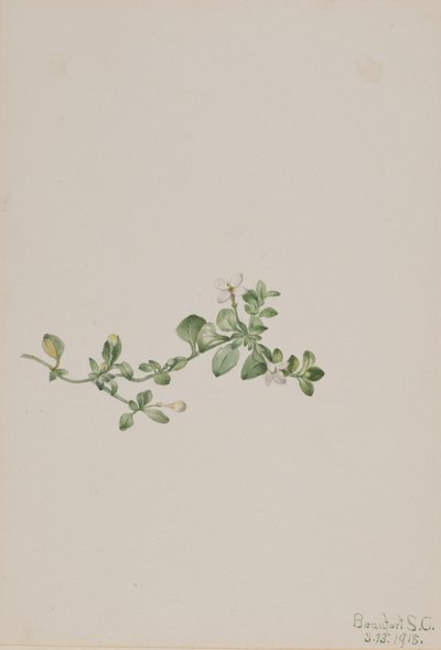 Efterföljande Houstonia Houstonia procumbens, 1918. av Mary Vaux Walcott