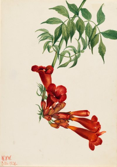 Trumpetkryp (Bignonia radicans) av Mary Vaux Walcott